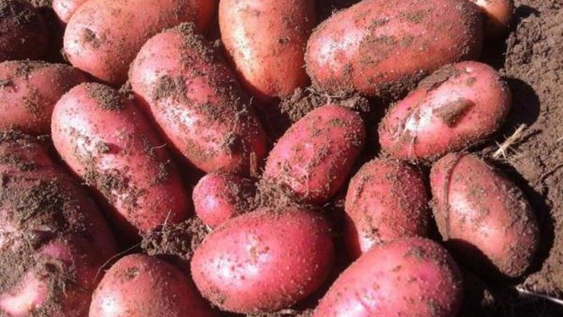 Early maturing, drought-resistant Red Lady potato variety for long-term storage
