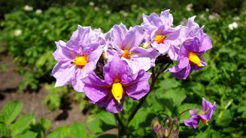 Early maturing, drought-resistant Red Lady potato variety for long-term storage