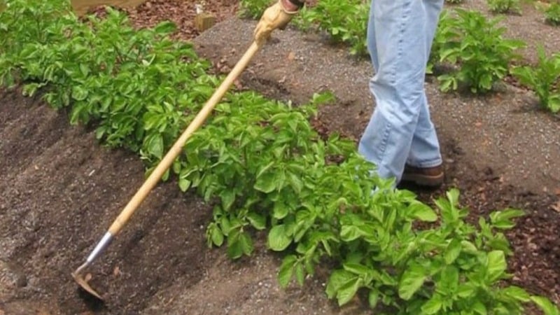 Early maturing, drought-resistant Red Lady potato variety for long-term storage