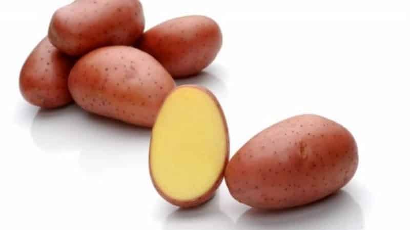 Early maturing, drought-resistant Red Lady potato variety for long-term storage