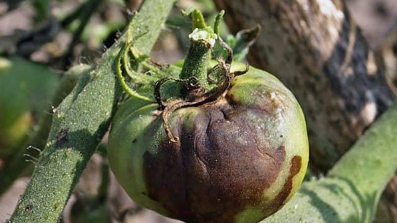 We fight a popular tomato disease using folk methods: how to treat tomatoes with iodine against late blight