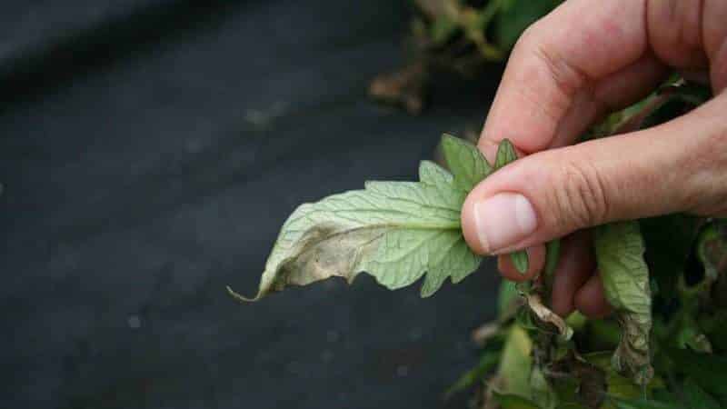 We fight a popular tomato disease using folk methods: how to treat tomatoes with iodine against late blight