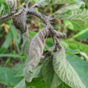 We fight a popular tomato disease using folk methods: how to treat tomatoes with iodine against late blight