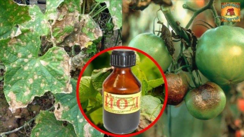 We fight a popular tomato disease using folk methods: how to treat tomatoes with iodine against late blight
