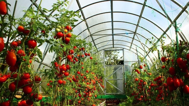 We fight a popular tomato disease using folk methods: how to treat tomatoes with iodine against late blight