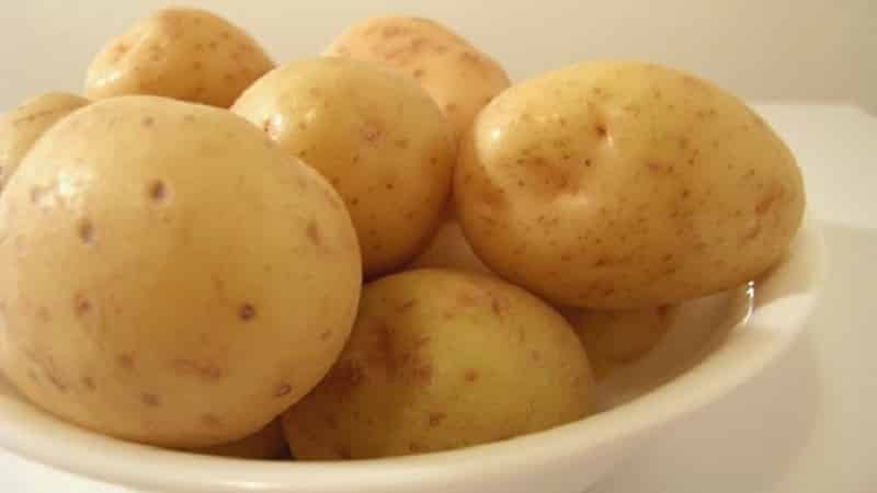Early ripening and unpretentious potato variety Molly