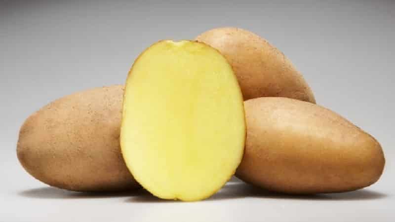 Early ripening and unpretentious potato variety Molly