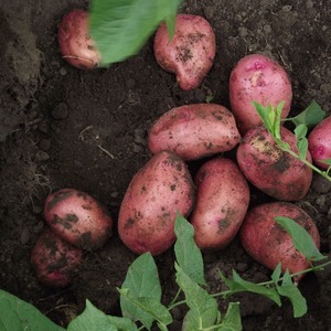Pros and cons of planting potatoes in ridges