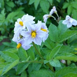 Mid-early potato variety Krasavichik with amazing taste