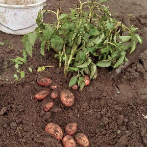 Mid-early potato variety Krasavichik with amazing taste