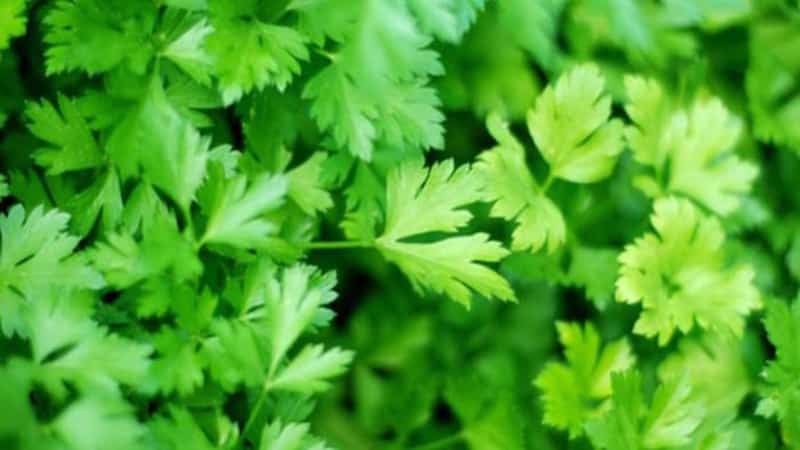 How parsley helps with puffiness under the eyes and how it can be used