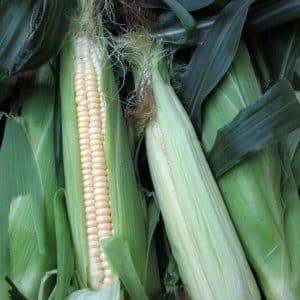 How to soak corn for planting and grow a rich harvest from ready-made seeds