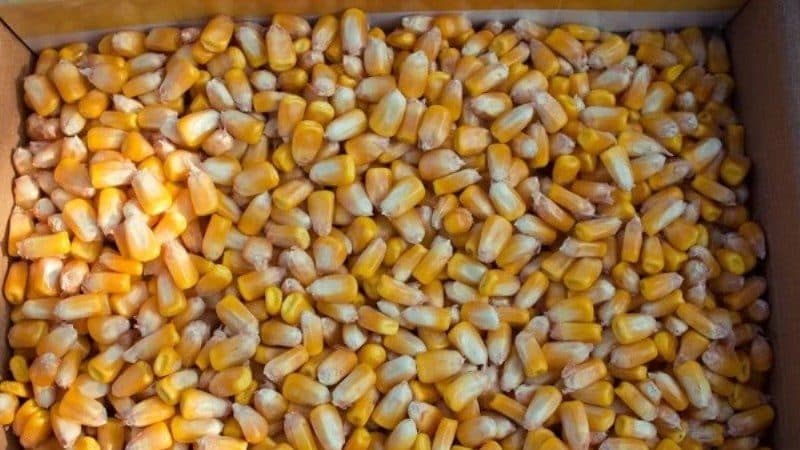 How to soak corn for planting and grow a rich harvest from ready-made seeds