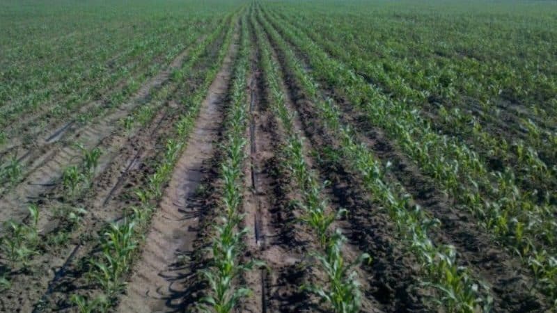 How to soak corn for planting and grow a rich harvest from ready-made seeds