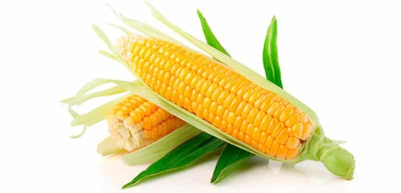 How to soak corn for planting and grow a rich harvest from ready-made seeds