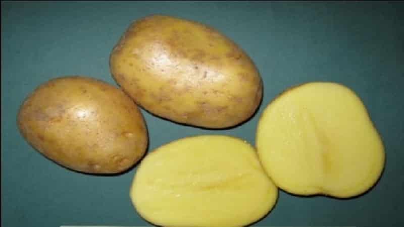 An early table potato variety that is not afraid of sudden temperature changes, Madeline