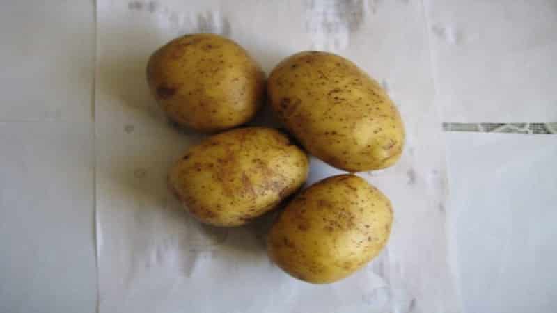 An early table potato variety that is not afraid of sudden temperature changes, Madeline