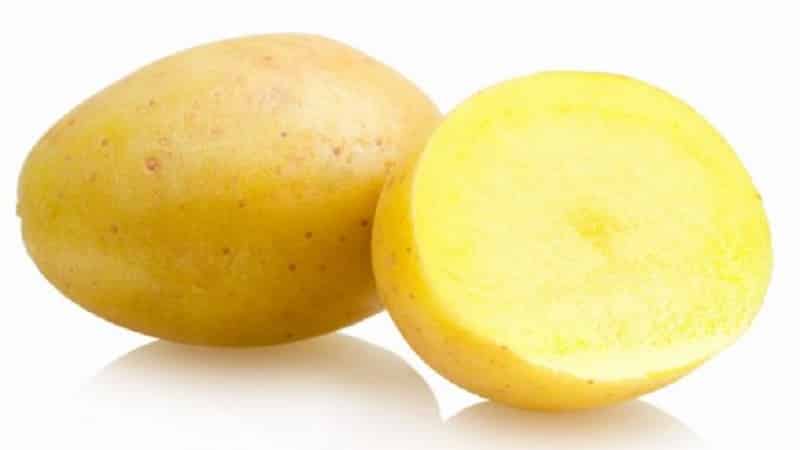 An early table potato variety that is not afraid of sudden temperature changes, Madeline