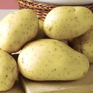 High-yielding potato variety Giant with large tubers