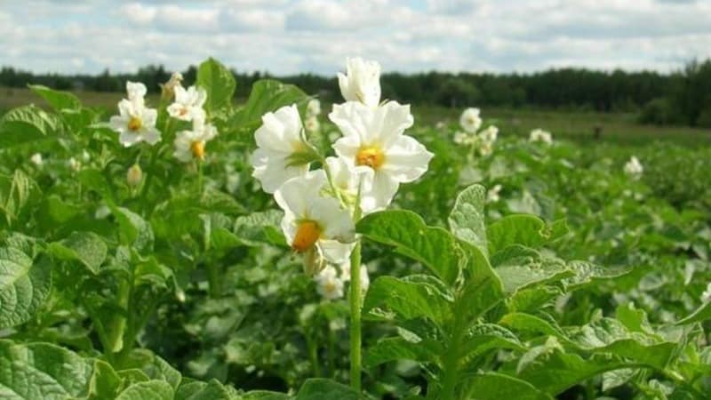 Hardy potato variety Lapot is not afraid of bad weather