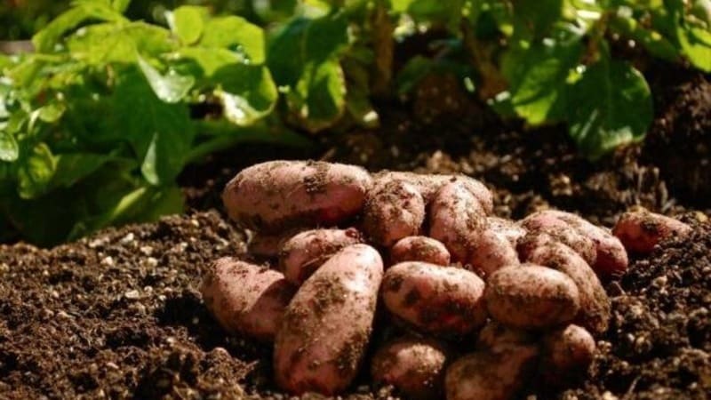 Hardy potato variety Lapot is not afraid of bad weather