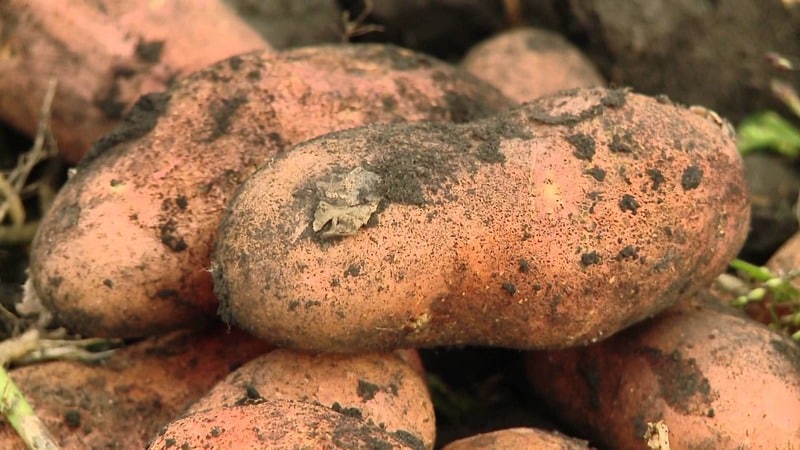 Hardy potato variety Lapot is not afraid of bad weather