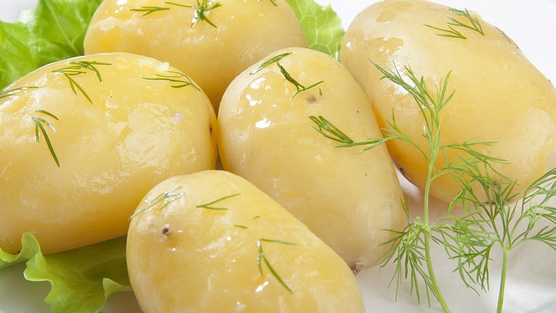 Hardy potato variety Lapot is not afraid of bad weather