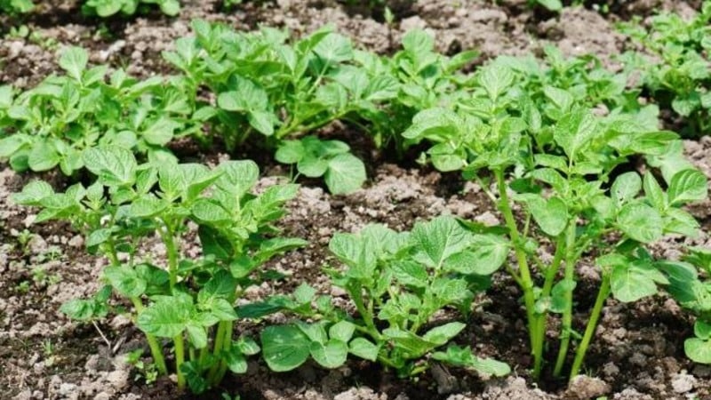 Hardy potato variety Lapot is not afraid of bad weather