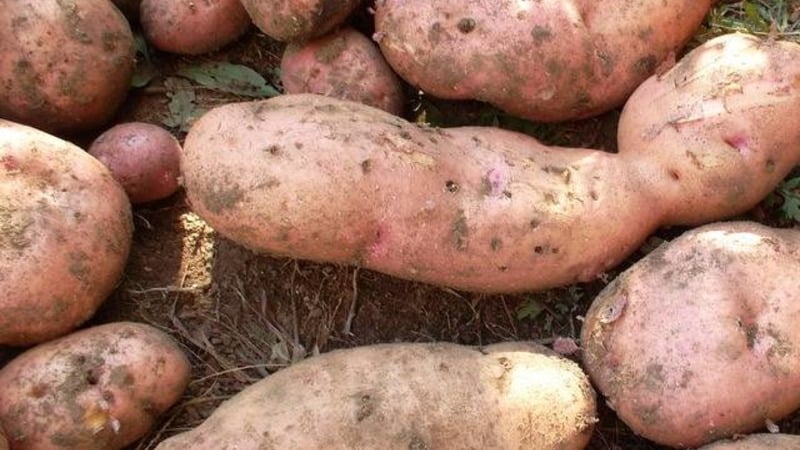Hardy potato variety Lapot is not afraid of bad weather