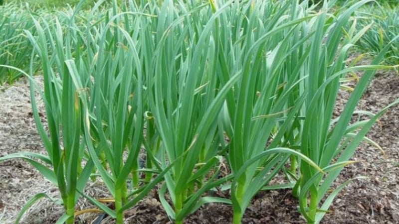 We follow the rules of crop rotation: what can be planted after onions next year and what should not be planted