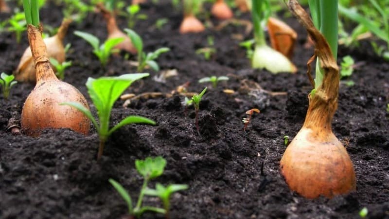 We follow the rules of crop rotation: what can be planted after onions next year and what should not be planted