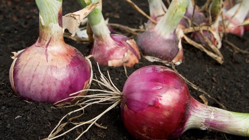 We follow the rules of crop rotation: what can be planted after onions next year and what should not be planted