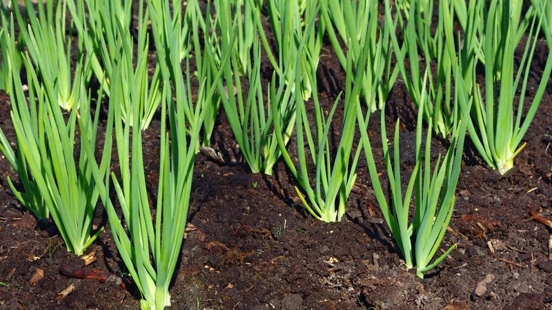 We follow the rules of crop rotation: what can be planted after onions next year and what should not be planted