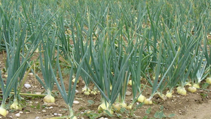 We follow the rules of crop rotation: what can be planted after onions next year and what should not be planted