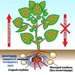 Method of using the drug Prestige for processing potatoes and reviews about it