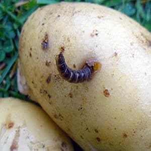 Method of using the drug Prestige for processing potatoes and reviews about it