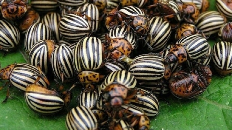 The best ways to treat eggplant diseases: photos and descriptions