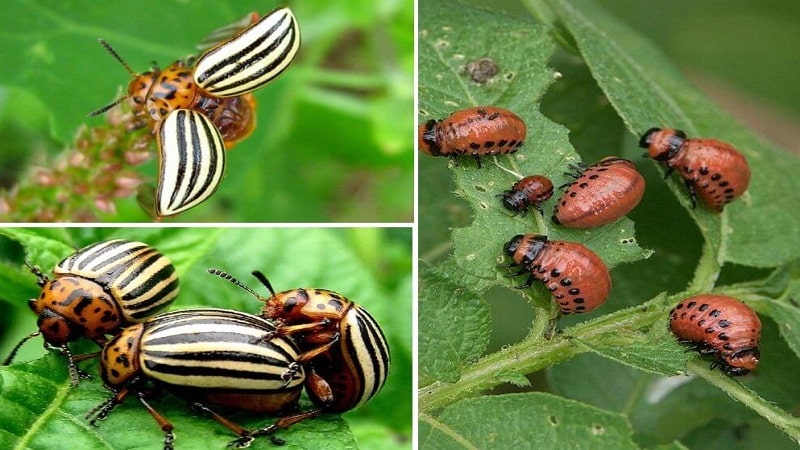 How to escape from the Colorado potato beetle: how to treat potatoes