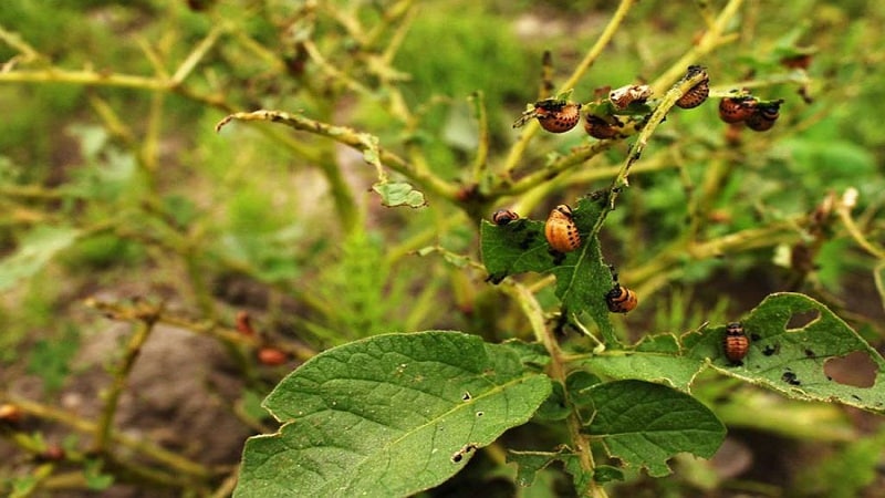 How to escape from the Colorado potato beetle: how to treat potatoes