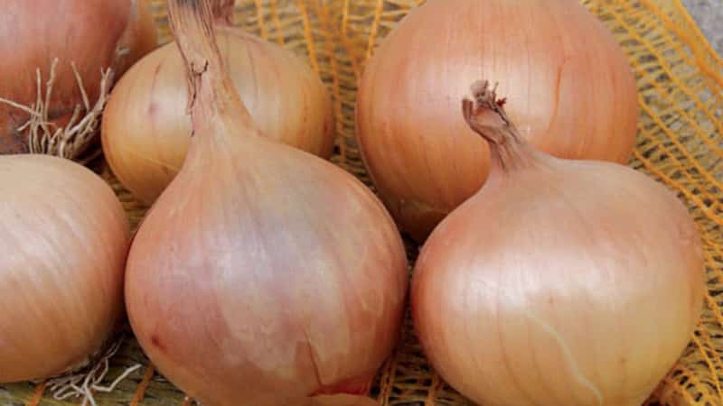 Onion sets Sturon: is it possible to plant before winter and care features