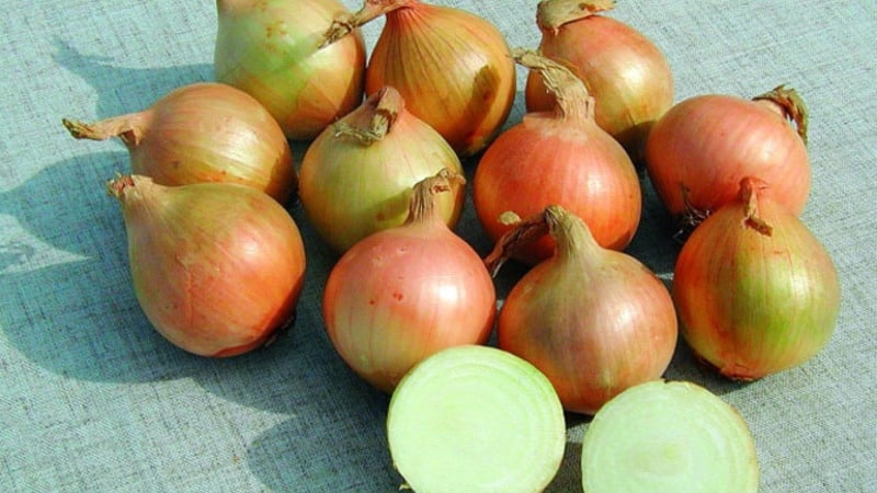 Onion sets Sturon: is it possible to plant before winter and care features