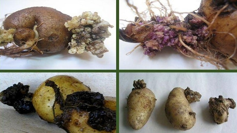 Detailed descriptions and effective methods for treating potato diseases