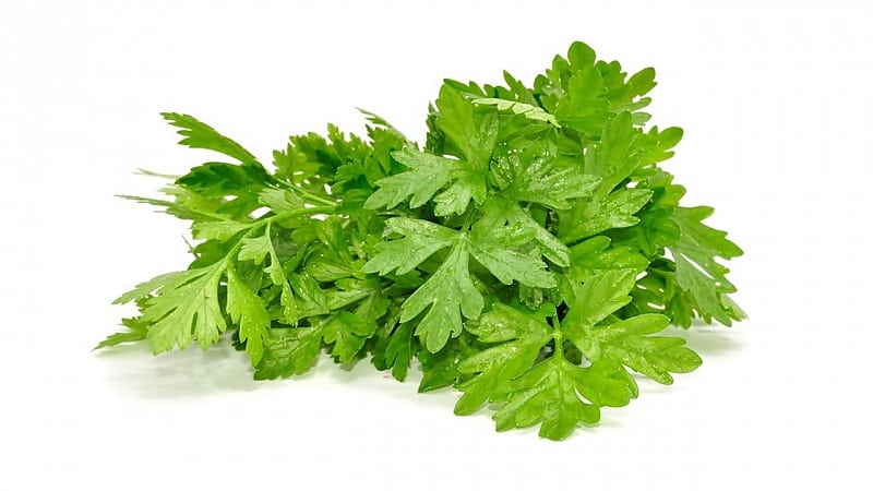How to distinguish cilantro from parsley