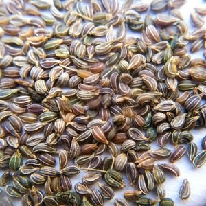 How to distinguish cilantro from parsley