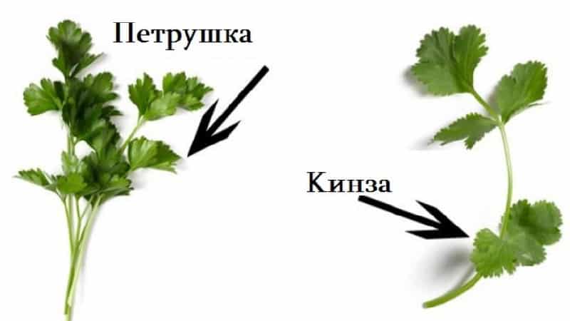 How to distinguish cilantro from parsley