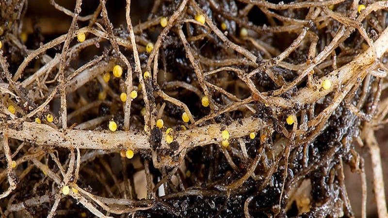 What is potato nematode and how to fight it