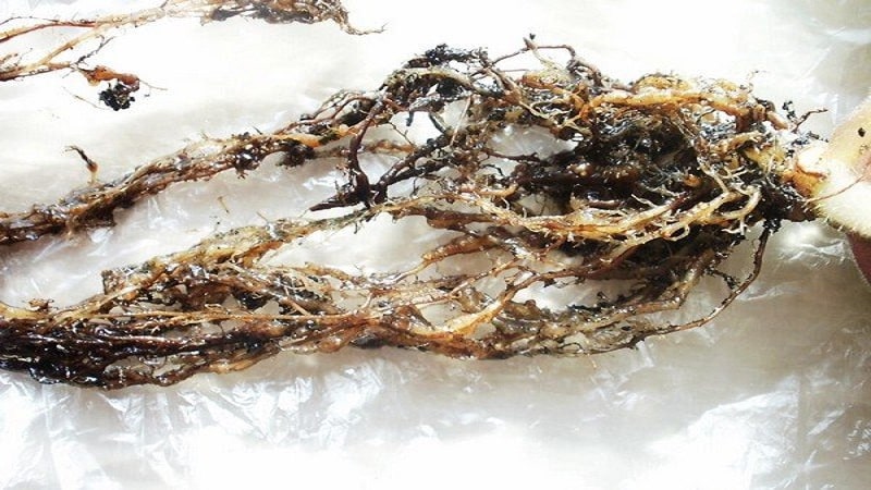 What is potato nematode and how to fight it