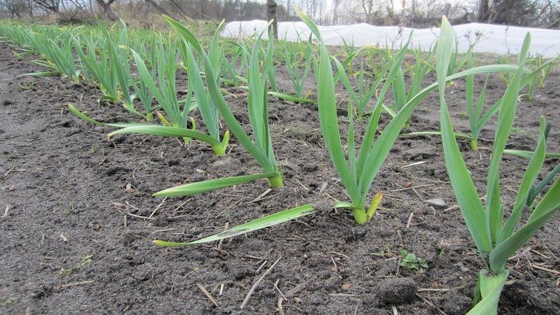 Planting onions before winter: is it possible to plant after carrots?