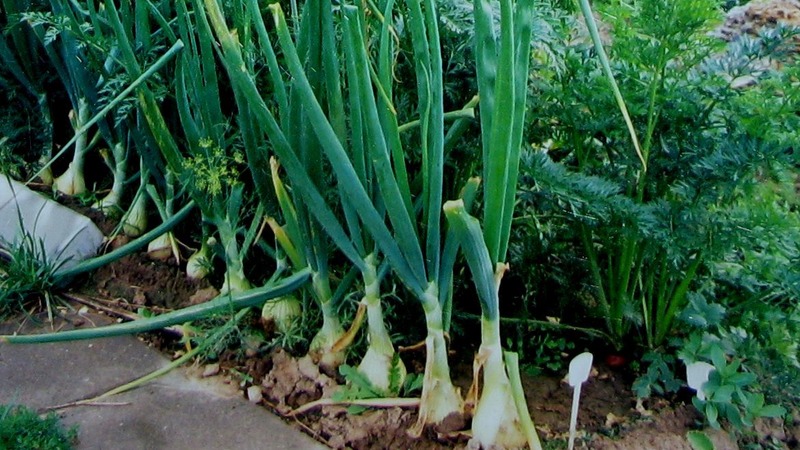 Planting onions before winter: is it possible to plant after carrots?