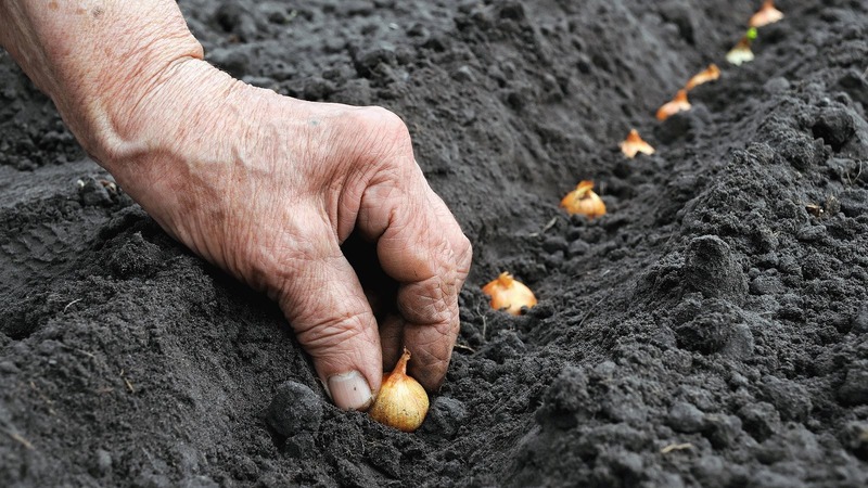 Planting onions before winter: is it possible to plant after carrots?